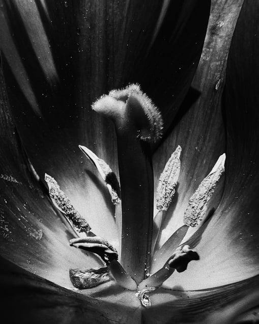 Pistil