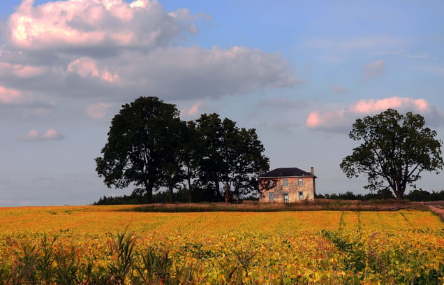 Soy bean farm