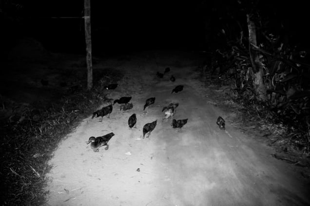 Inside My Head- Aji Susanto Anom - Siem Reap 2015