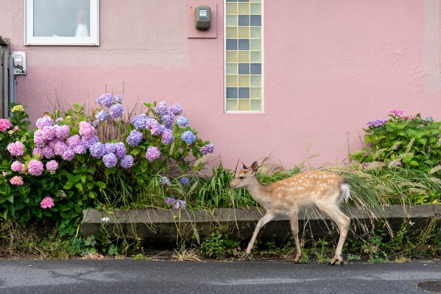 Flower Season