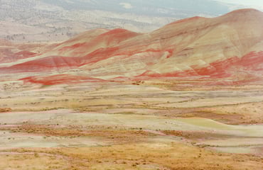 Photographing Armillaria — A 10,000-year-old Fungus in Oregon, Photography Competition & Awards
