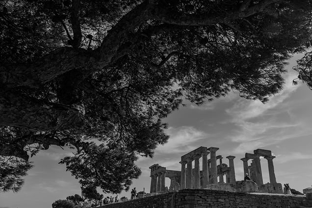 The pine tree near the Aphaia's temple.