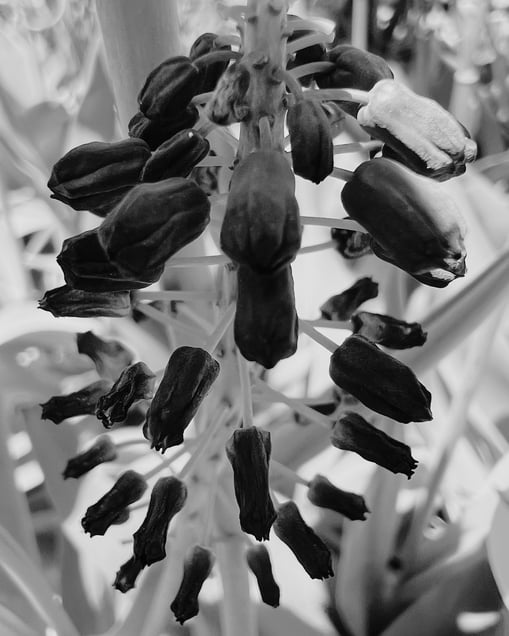 Stamen