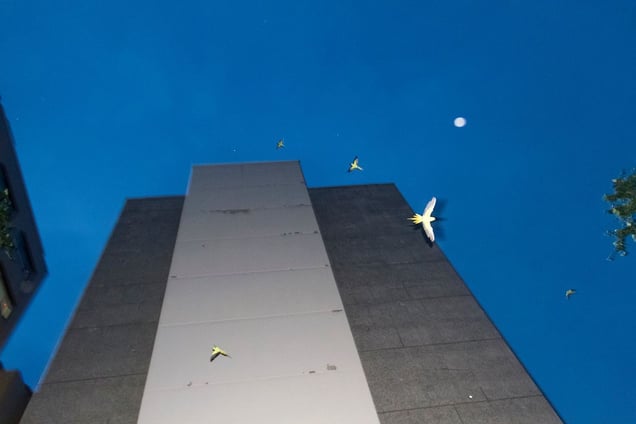 From the photo series "Tokyo Parrots" © Yoshinori Mizutani