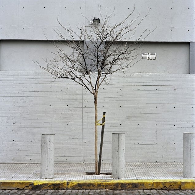 From the series Tree Portraits              © Emma Livingston