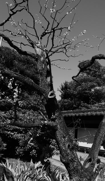 The Beauty of Old Plum Blossoms