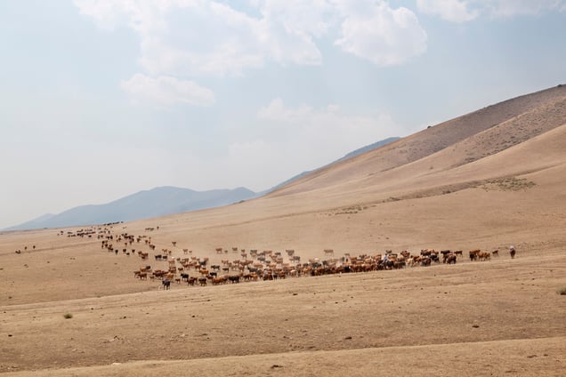 Helping neighbours push their cattle for eight hours. Afterwards the cows were sorted. Jersey Valley, Nevada 2013