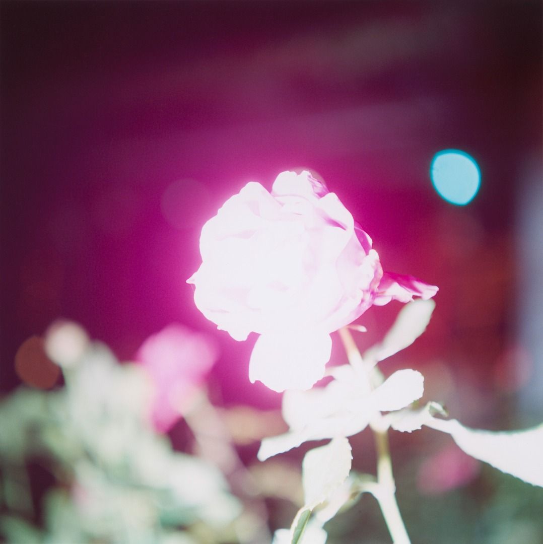 Illuminance - Photographs by Rinko Kawauchi | LensCulture