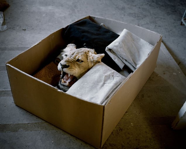 lioness in a box, eastern cape, south africa-from the series 'hunters'-David Chancellor