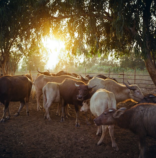 Buffalo, Nong Bua, Nakhon Sawan. © Luke Duggleby 2025