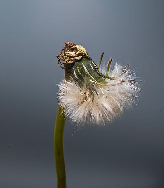 White Dandelion #6