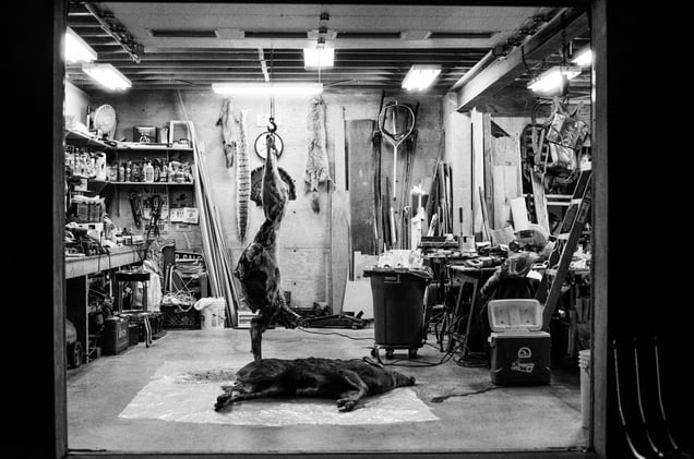 Deer in the Garage, 2025