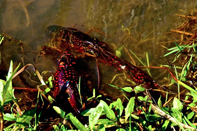 From the series "The Invaders of the Loire" (France) © Claude Rives