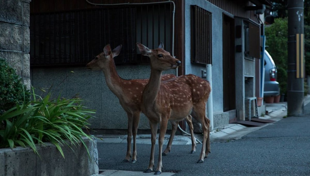 Early Morning in Nara © Yoko Ishii
