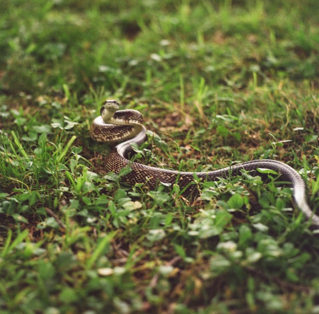 Rat Snake, 2026.