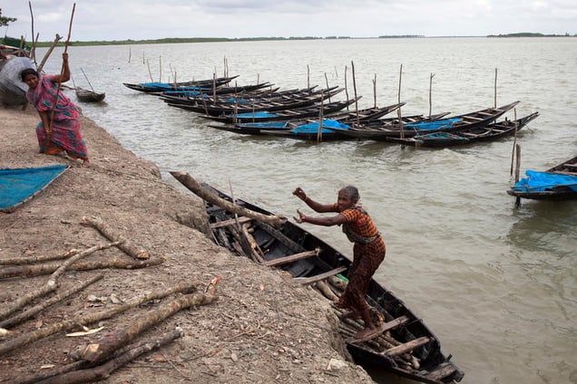A woman collects firewood from Sundarban in Shyamnagar, Satkhira, Bangladesh. Thousands of men and women go into the Sundarbans forest in Southern Bangladesh every day to gather honey, collect firewood, or catch fish, crabs and putting themselves at great risk for a tiger attack.