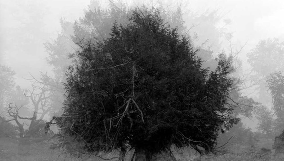 Staccato° (NSEW, After Hilliard), Sketch 1, 2006 © Hannah Guy
