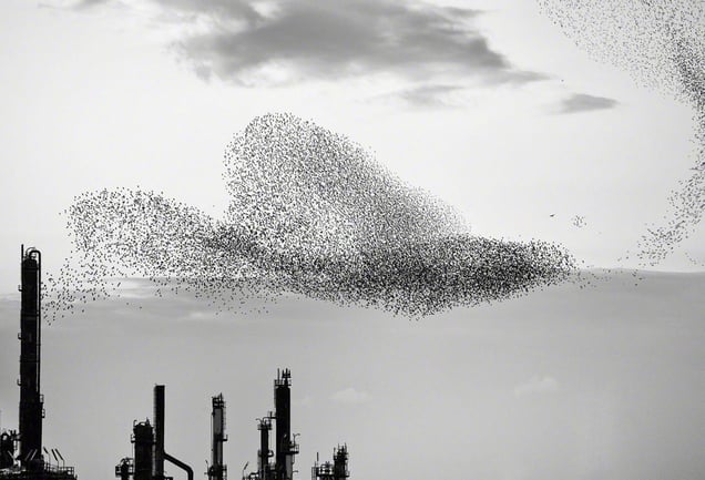 From the series "Refinery Flocks" © Massimo Cristaldi