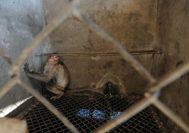 Breeding Facility in Laos