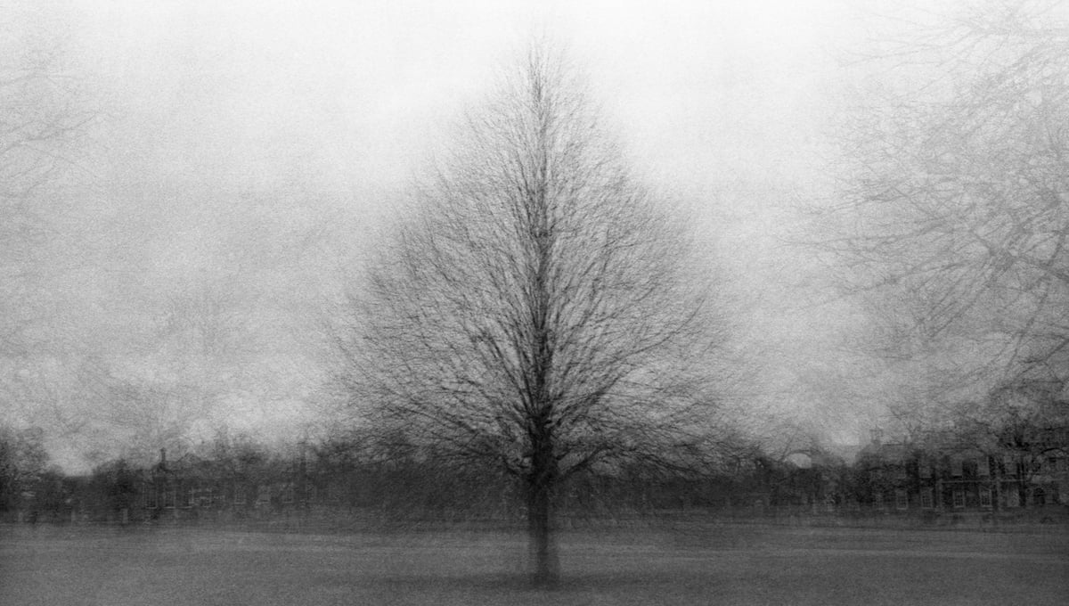 9 trees #2