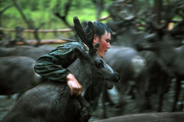 Ayran catching young reindeer. Iengra. August, 2007 © Evgenia Arbugaeva
