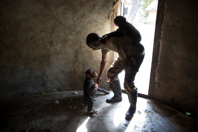 Keeper Daouda Keita collects the baby group from their enclosure for their first bushwalk at the Chimpanzee Conservation Centre, (CCC) on November 26, 2015 in Somoria, Guinea. The CCC is a sanctuary and a rehabilitation centre for rescued orphaned chimpanzees and is supported in part by Project Primate, IInc.Ì, a US NGO.