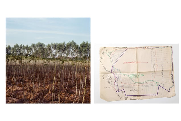 Cassave in 3000 Rai, Nong Bua, Nakhon Sawan. © Luke Duggleby 2025  Map of 3000 Rai, the disputed area.