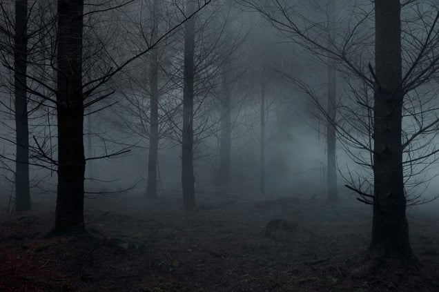 Between The Trees Tyriptych 3 © Ellie Davies