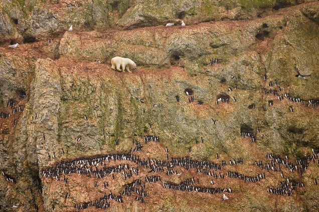 1st prize Nature Singles: © Jenny E. Ross, USA Novaya Zemlya, Russia, 30 June.  A male polar bear climbs precariously on the face of a cliff above the ocean at Ostrova Oranskie in northern Novaya Zemlya, attempting to feed on seabird eggs. This bear was marooned on land and unable to feed on seals—its normal prey—because sea ice had melted throughout the region and receded far to the north.