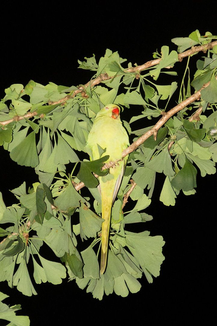 Tokyo Parrots - Photographs and text by Yoshinori Mizutani
