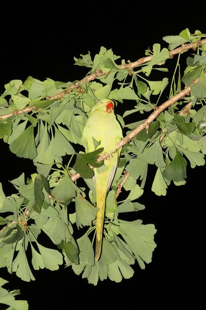 From the photo series "Tokyo Parrots" © Yoshinori Mizutani