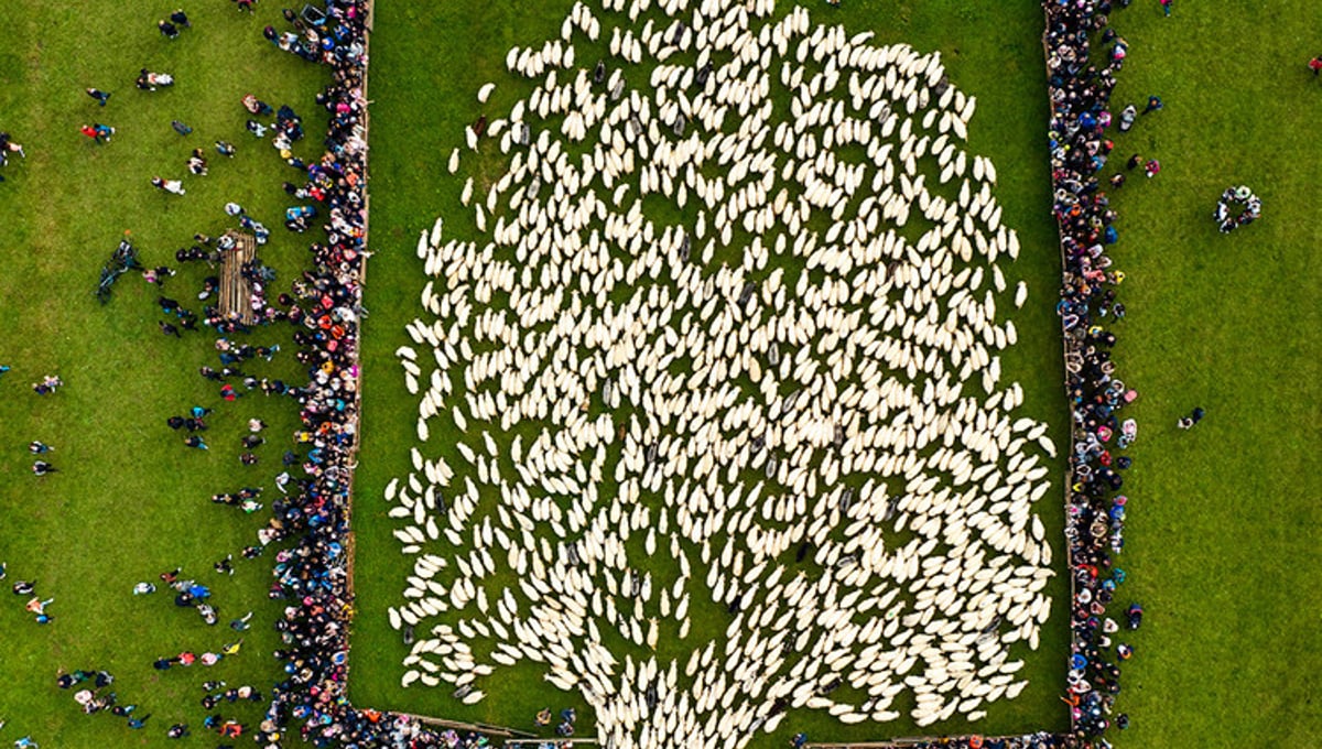 Sheep Tree