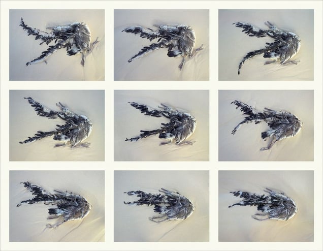 Auspices III, Midway Island, 2010.