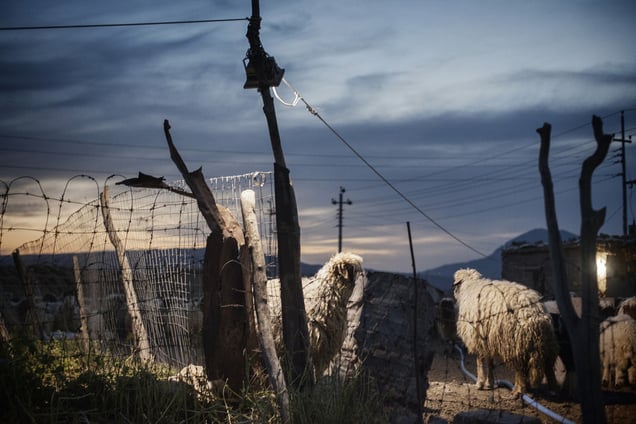 The herd that Najm is taking care of in front of the stables at dusk. 27/04/15.