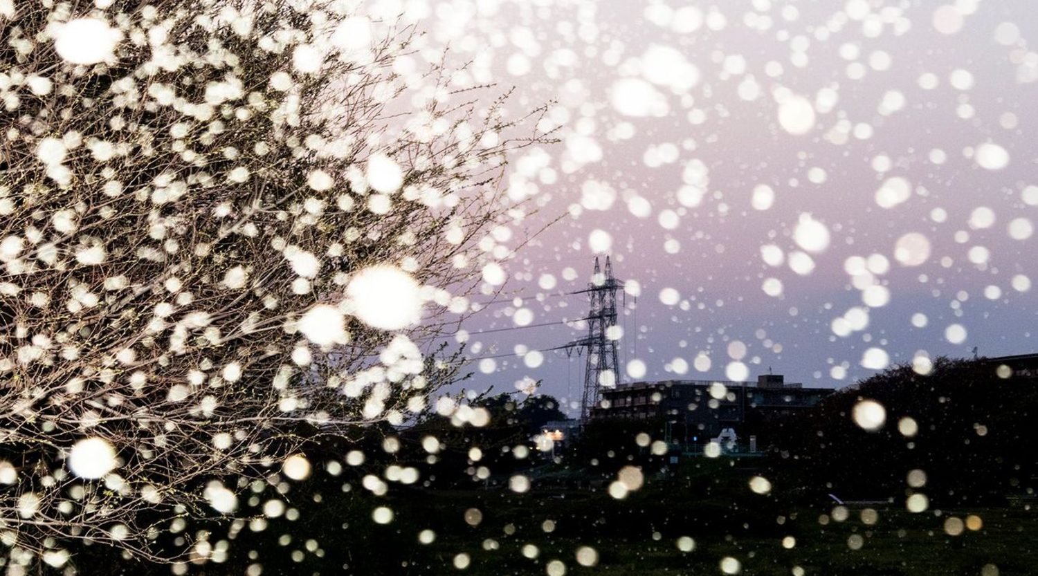 Yusurika - Photographs and text by Yoshinori Mizutani | LensCulture