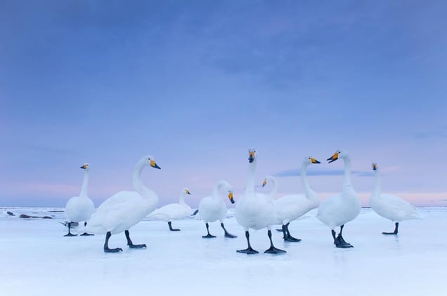 2nd Prize Nature Stories © Stefano Unterthiner, Italy, for National Geographic magazine.  Whooper Swans at dawn, Hokkaido, Japan, January