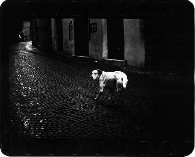 "Untitled" (Three Legged Dog), 2005 © Giacomo Brunelli