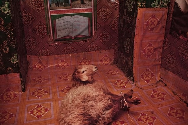 Sacrificial sheep.
From the series Apashka by © Pavel Prokopchik