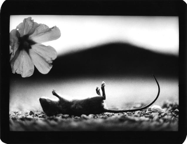 "Untitled" (Mouse and Flower), 2007 © Giacomo Brunelli