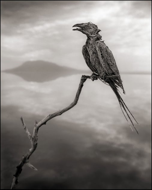 Petrified Songbird © Nick Brandt. Courtesy of Edwynn Houk Gallery, New York