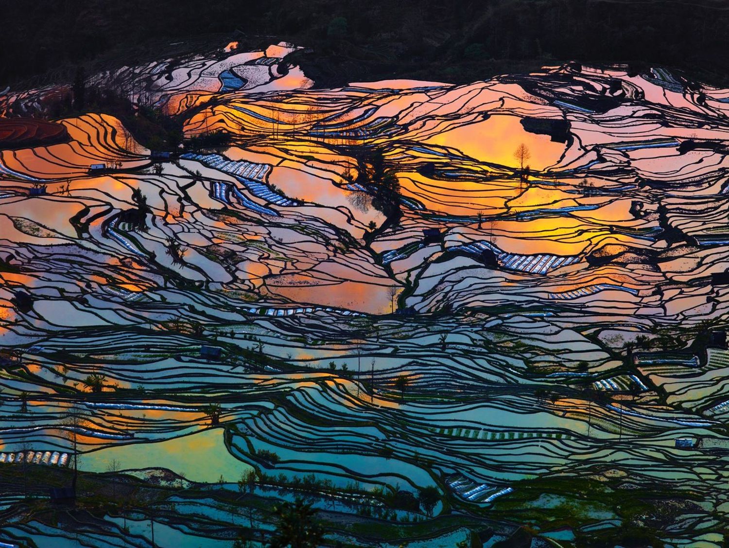 Beauty Paddy fields of  china