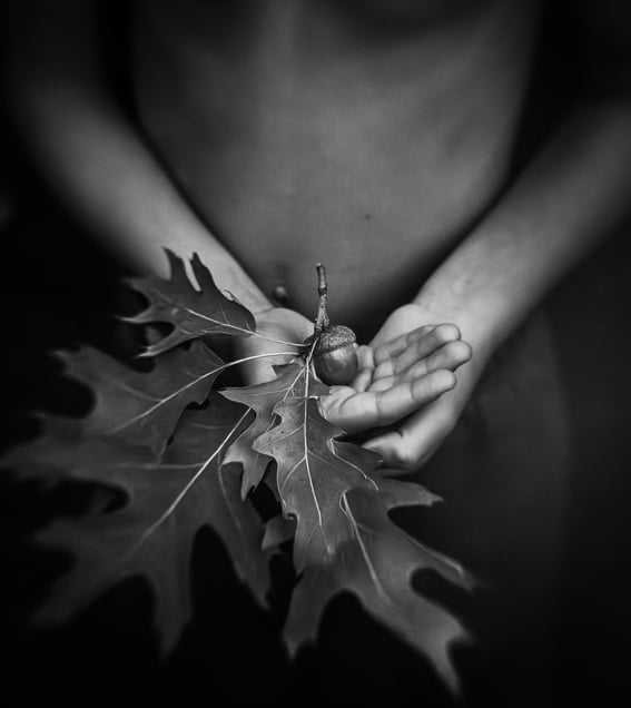 Acorn