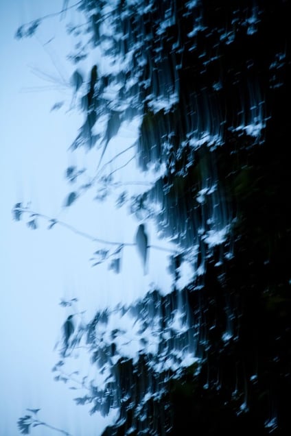 From the photo series "Tokyo Parrots" © Yoshinori Mizutani