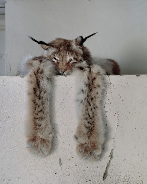 From the exhibition "Kainuu" © Aapo Huhta