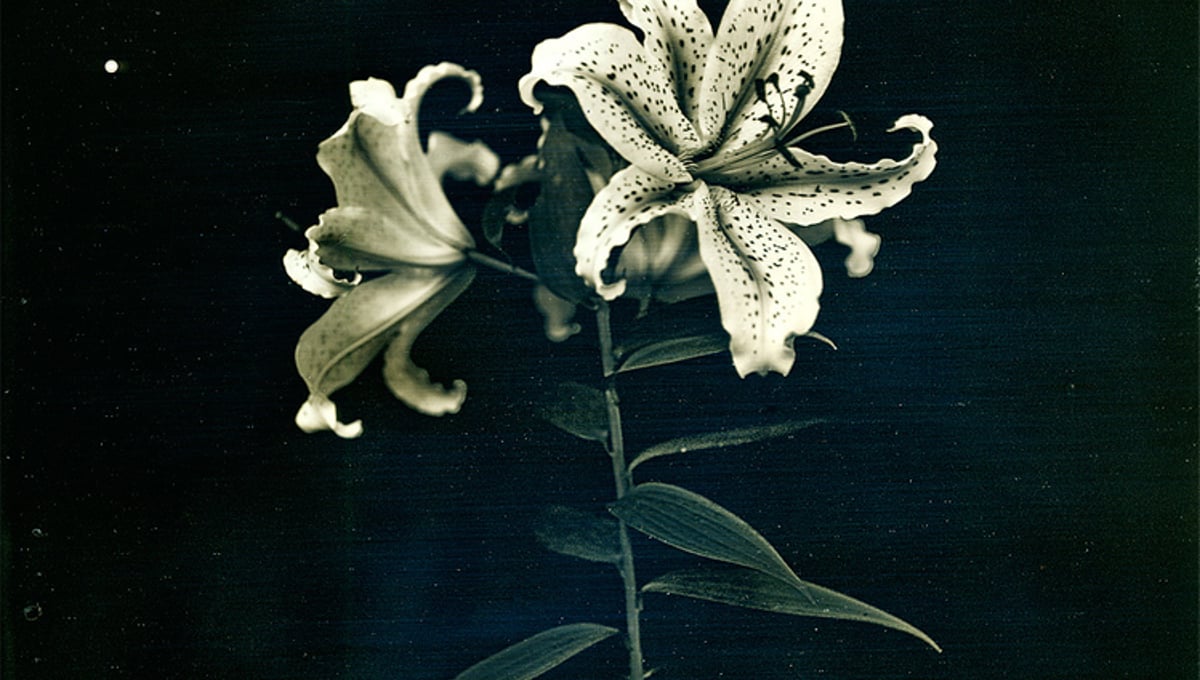 Radioactive Lilies, Iitate Village, Fukushima. From the series "Here and There: Tomorrows' Islands," July 25, 2011