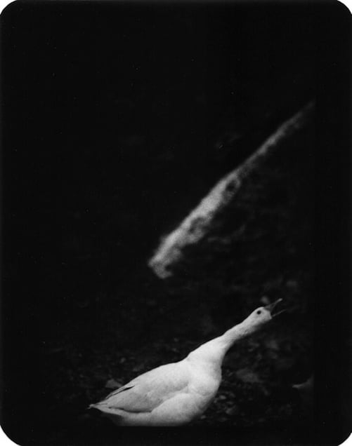 "Untitled" (Duck), 2006 © Giacomo Brunelli