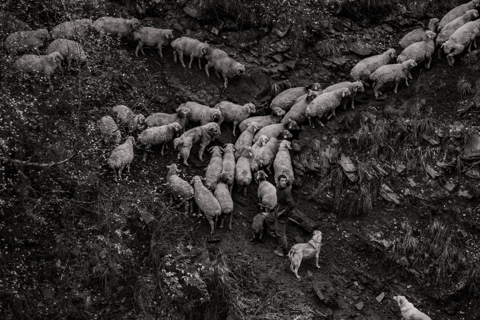 Sheep drive Tusheti, Georgia. Every year in the fall, just before the first snow arrives, shepherds gather their sheep to go on a long trek to the winter pastures in Vashlovani national park © Maurice Wolf