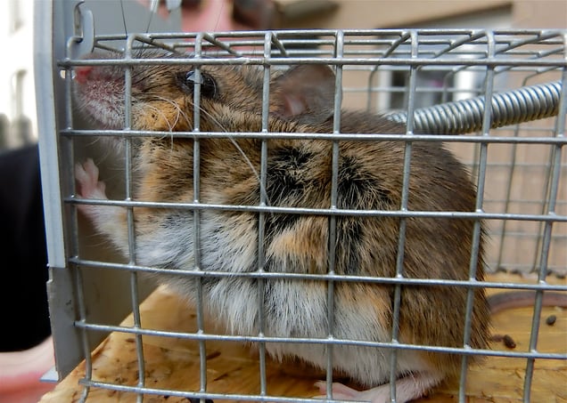 "FREEDOM FIGHTER" or "HOT AND HAPPY RATS"