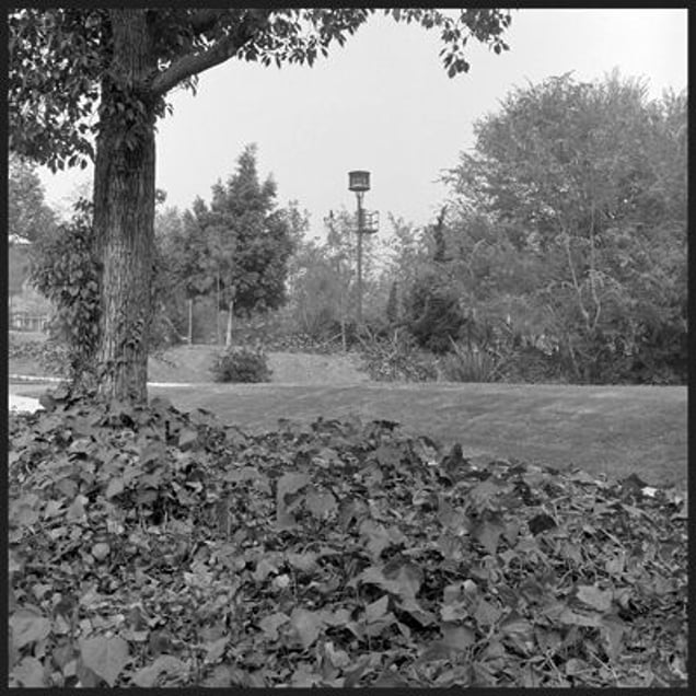 So beautiful was the siren’s voice, no one could resist it’s beguiling seduction.