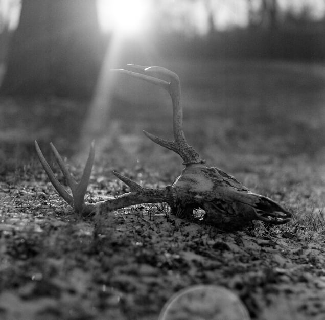 Deer Skull, 2025